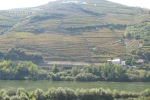 Douro Vinhateiro (Portugal)